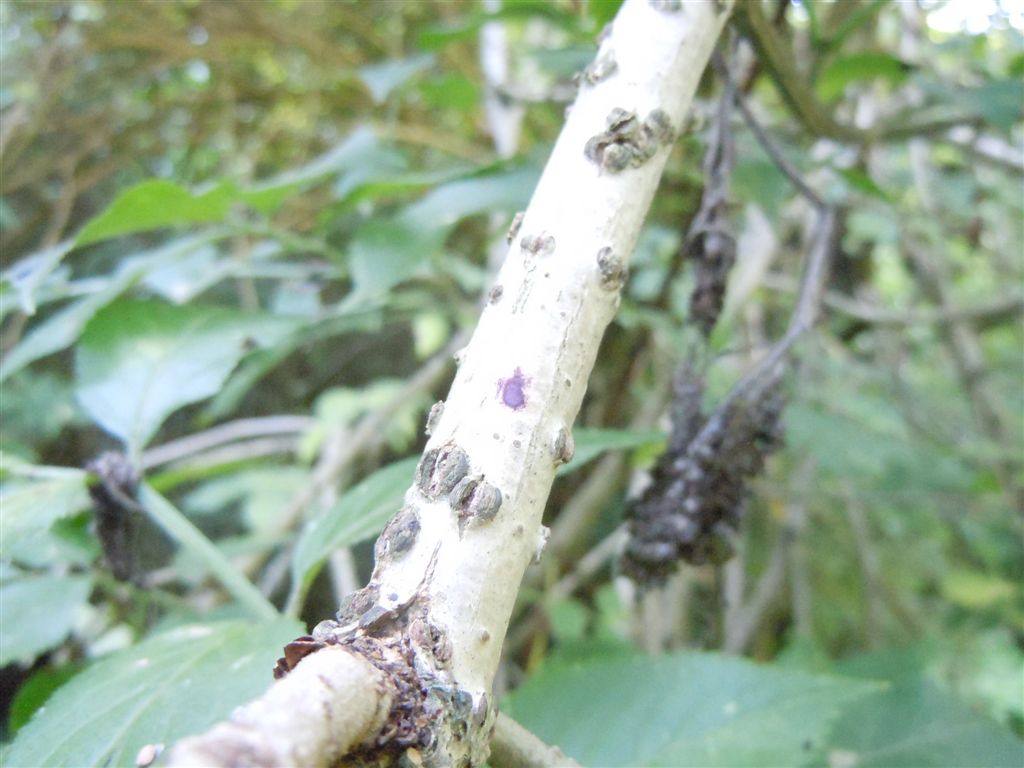 Sambucus nigra